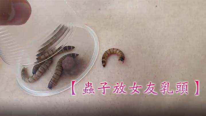 虫子放女友乳头妹子害怕狂叫不停的